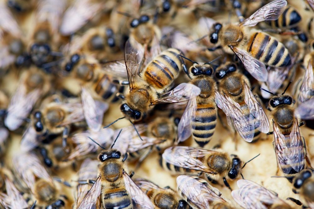 Rentokil Initial: Me ha picado un bicho, ¿es una avispa o una abeja?