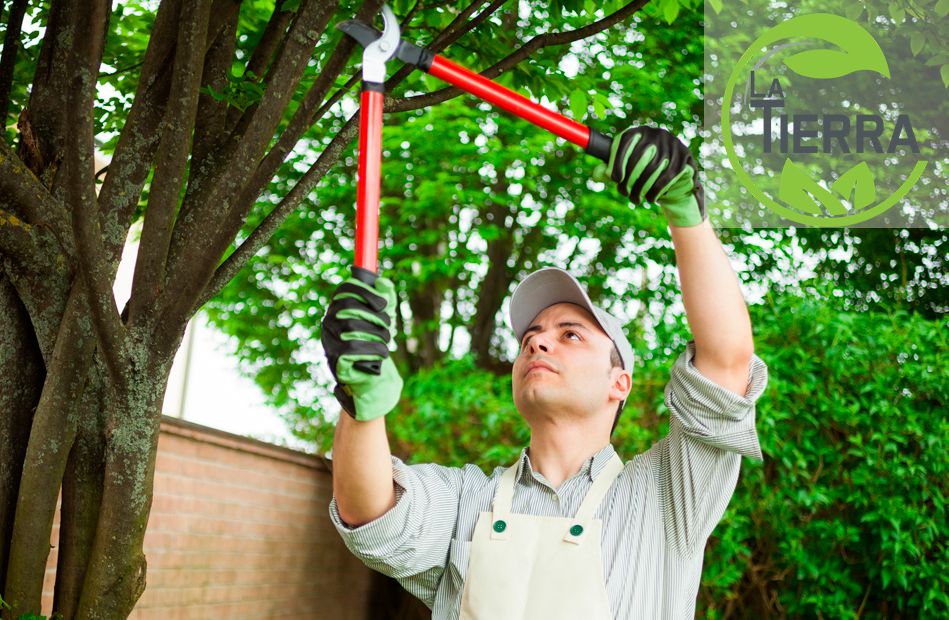 ¿Cuándo podar los árboles de hoja perenne?, por LA TIERRA JARDINERÍA