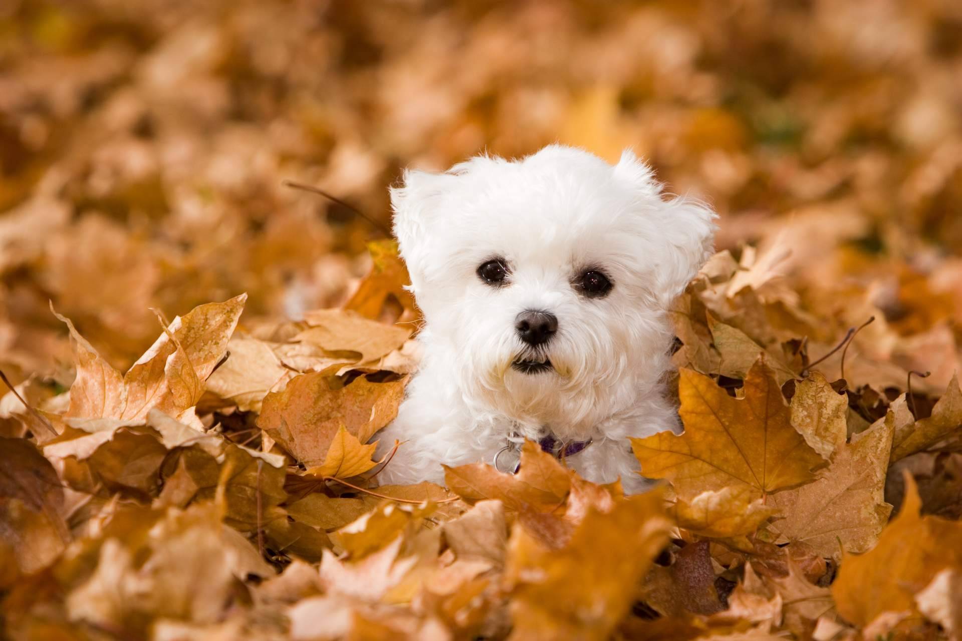 El Mundo del Cachorro sobre la lealtad y felicidad de los cachorros de Bichón Maltés