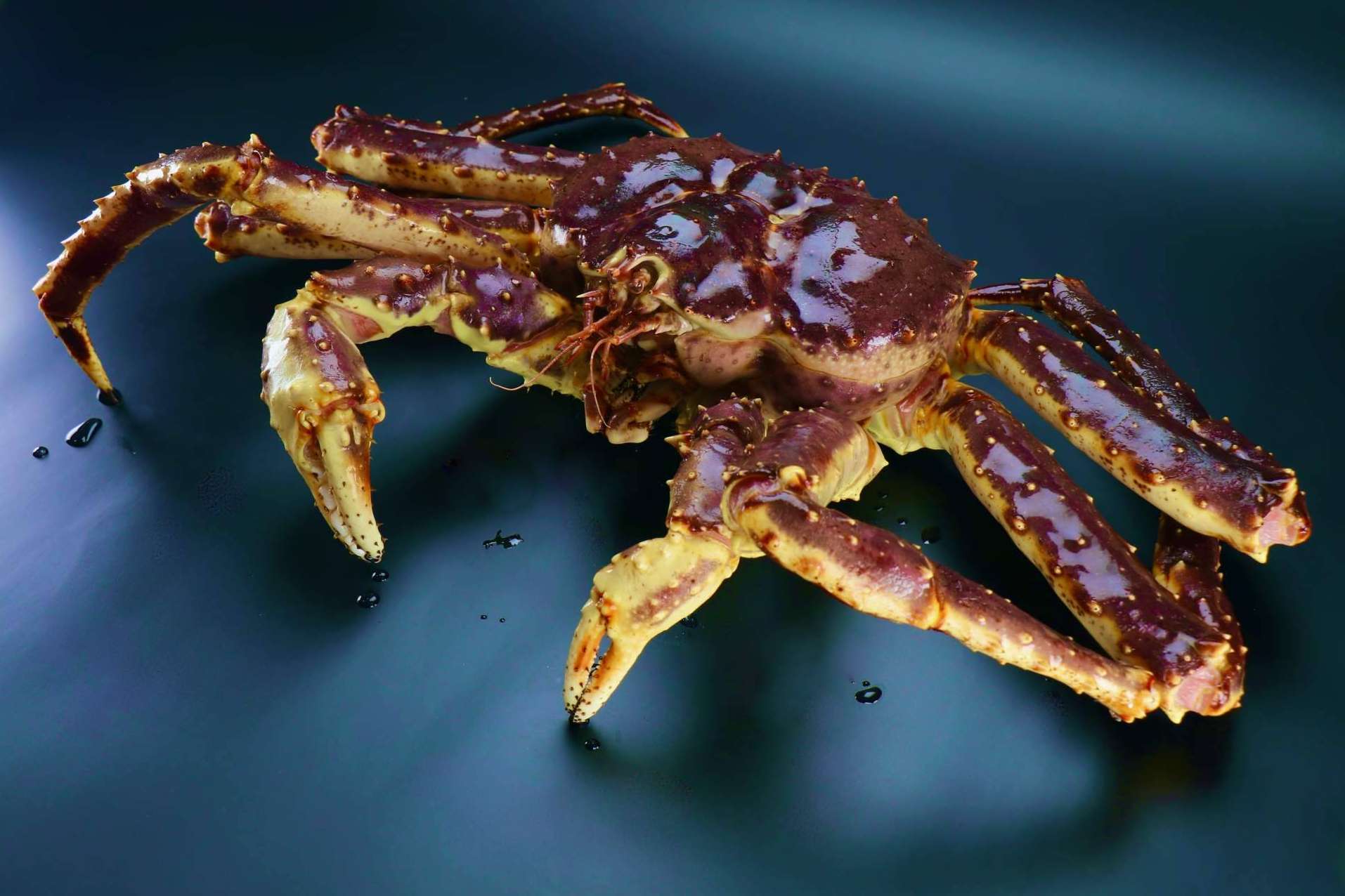 CHATKA, el auténtico cangrejo real, se podrá conocer en Salón Gourmets y Seafood Expo