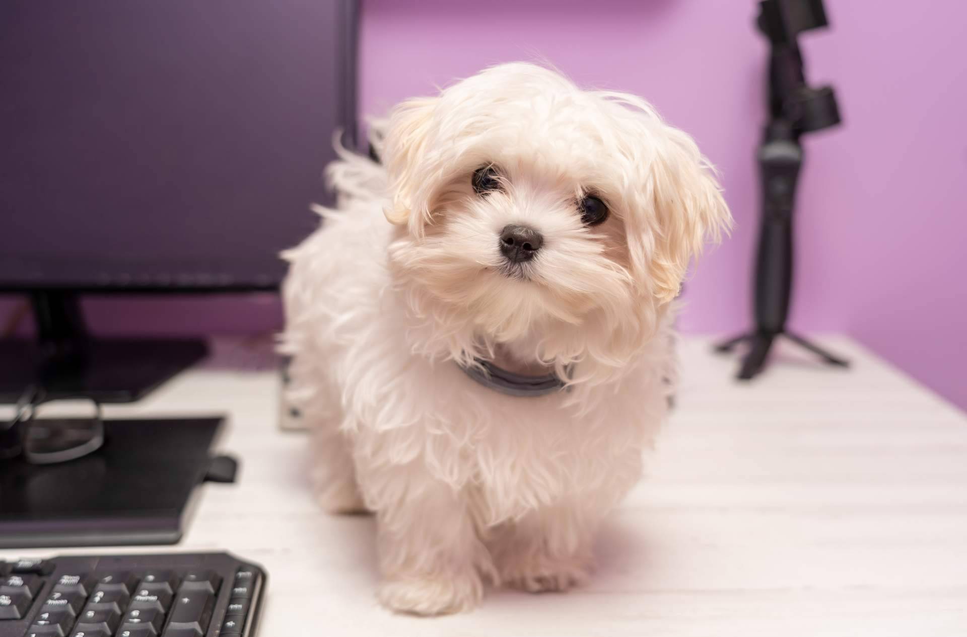 Divorcios y mascotas, el dilema legal y emocional de su custodia