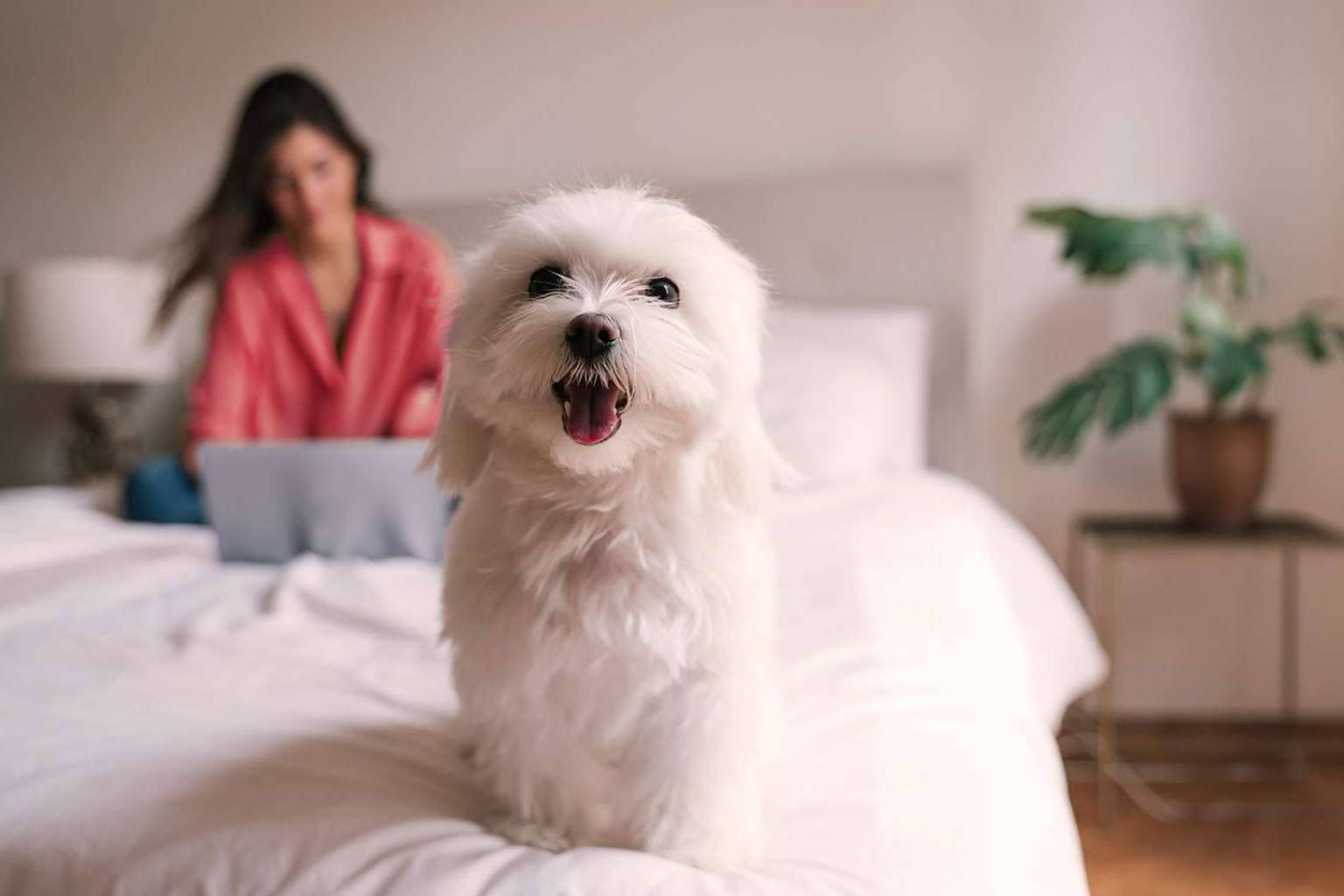 Línea Directa ofrece al segmento de mascotas un seguro competitivo y eficaz