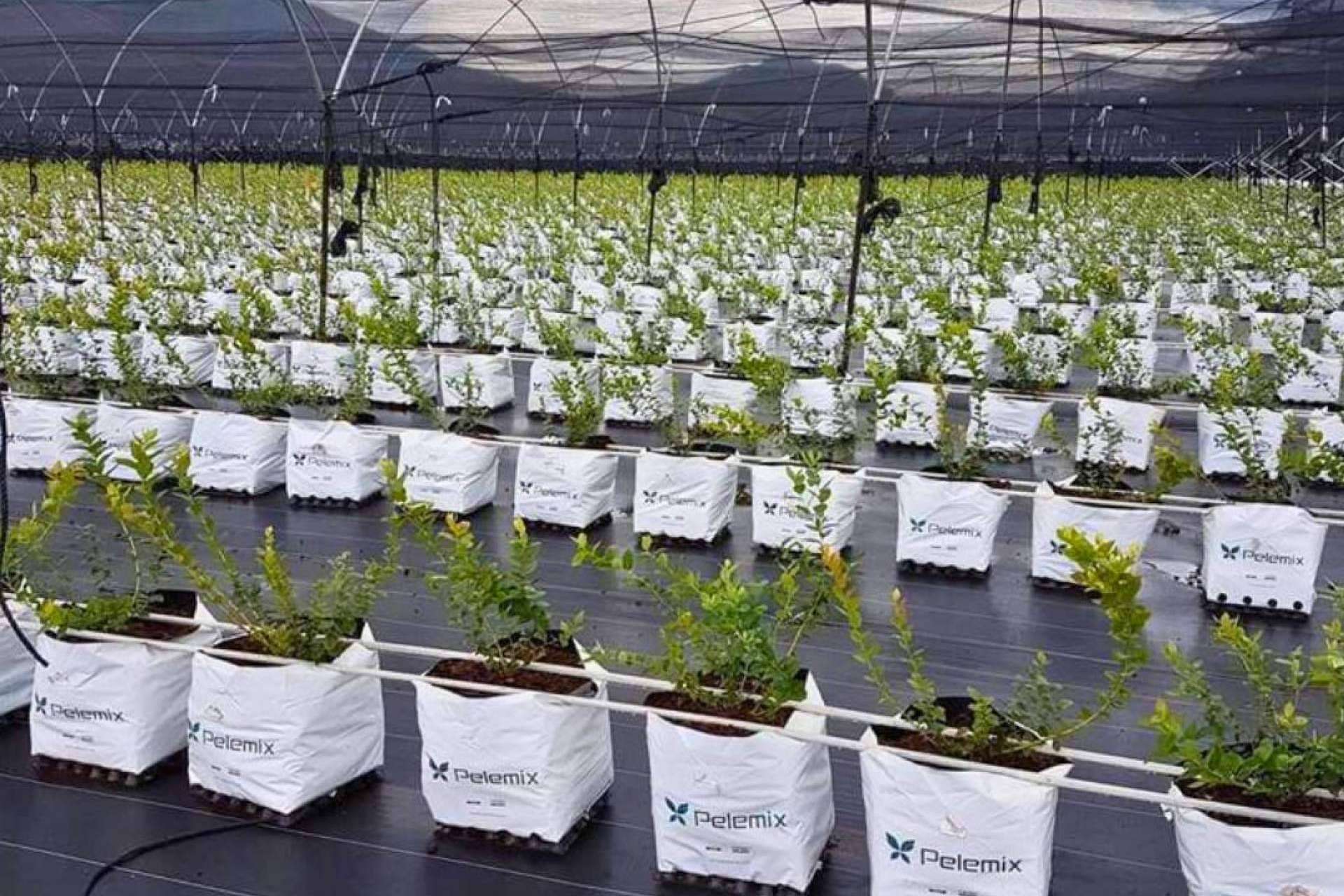 ¿Cómo obtener un mayor beneficio en el cultivo de arándanos de manera sostenible?, por Pelemix