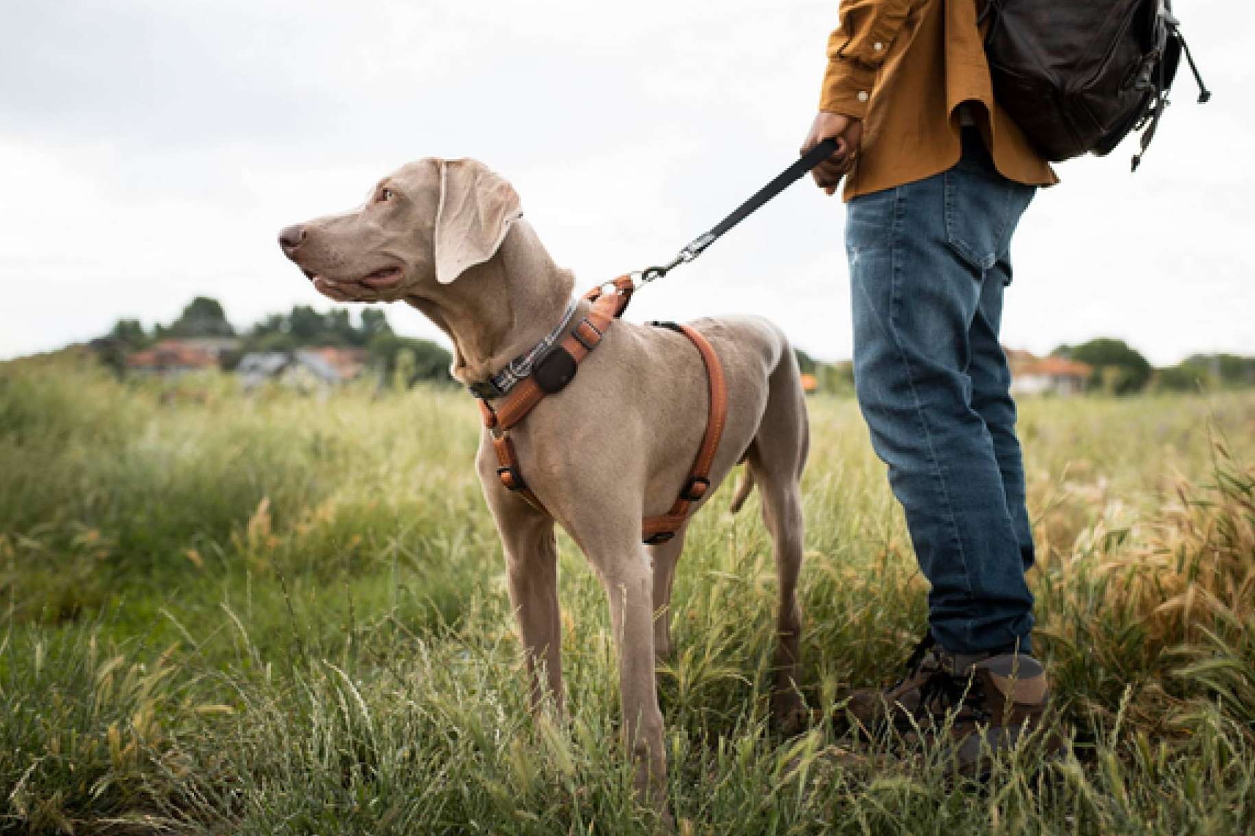 Nuevo PET Finder 4G, un localizador GPS para proteger a las mascotas