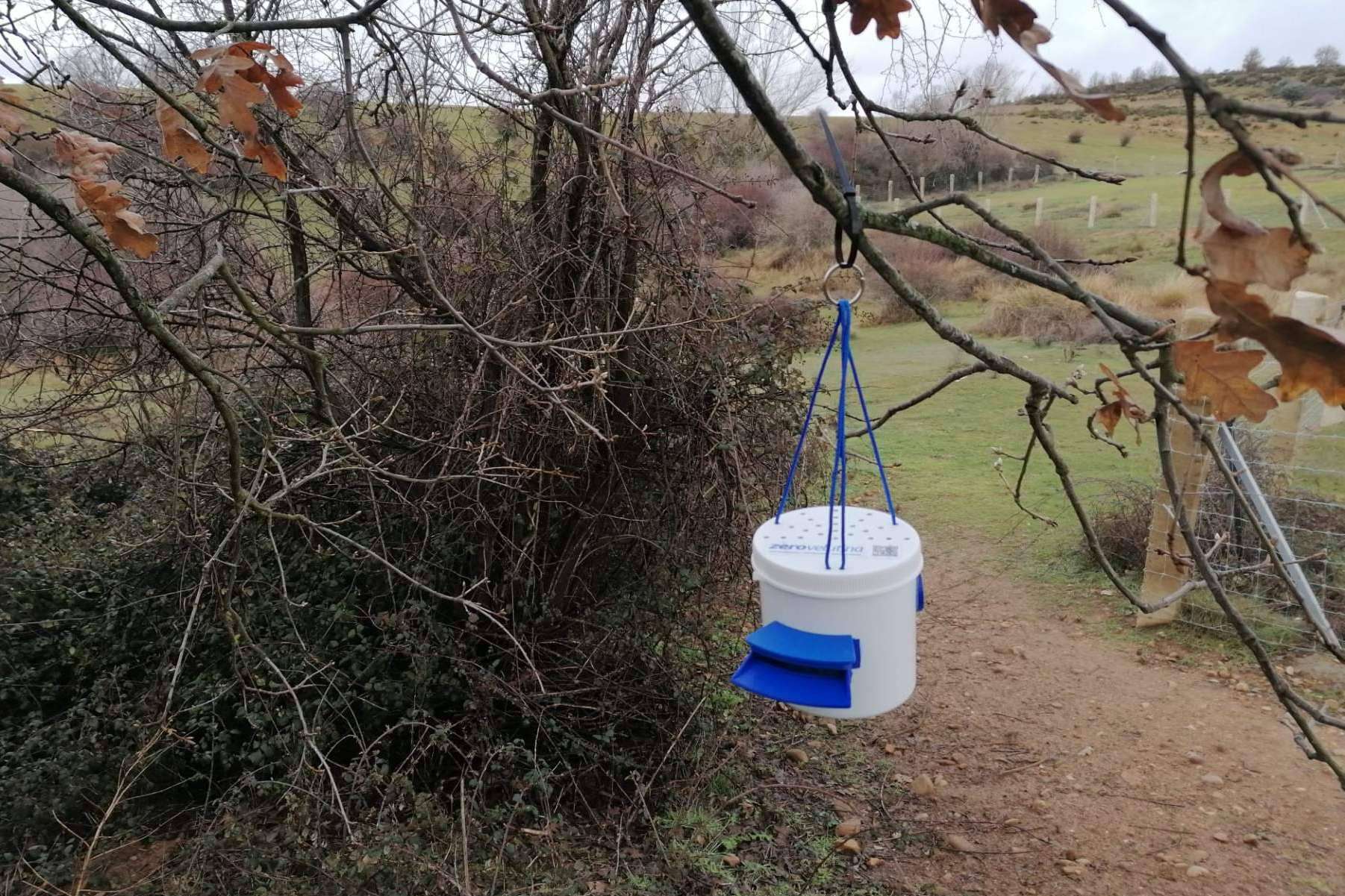 La solución innovadora de ZeroVelutina para combatir a las avispas velutinas en España
