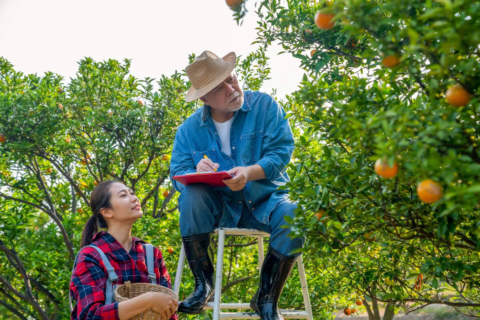 El Citrus Greening desafía la producción mundial de zumo de naranja