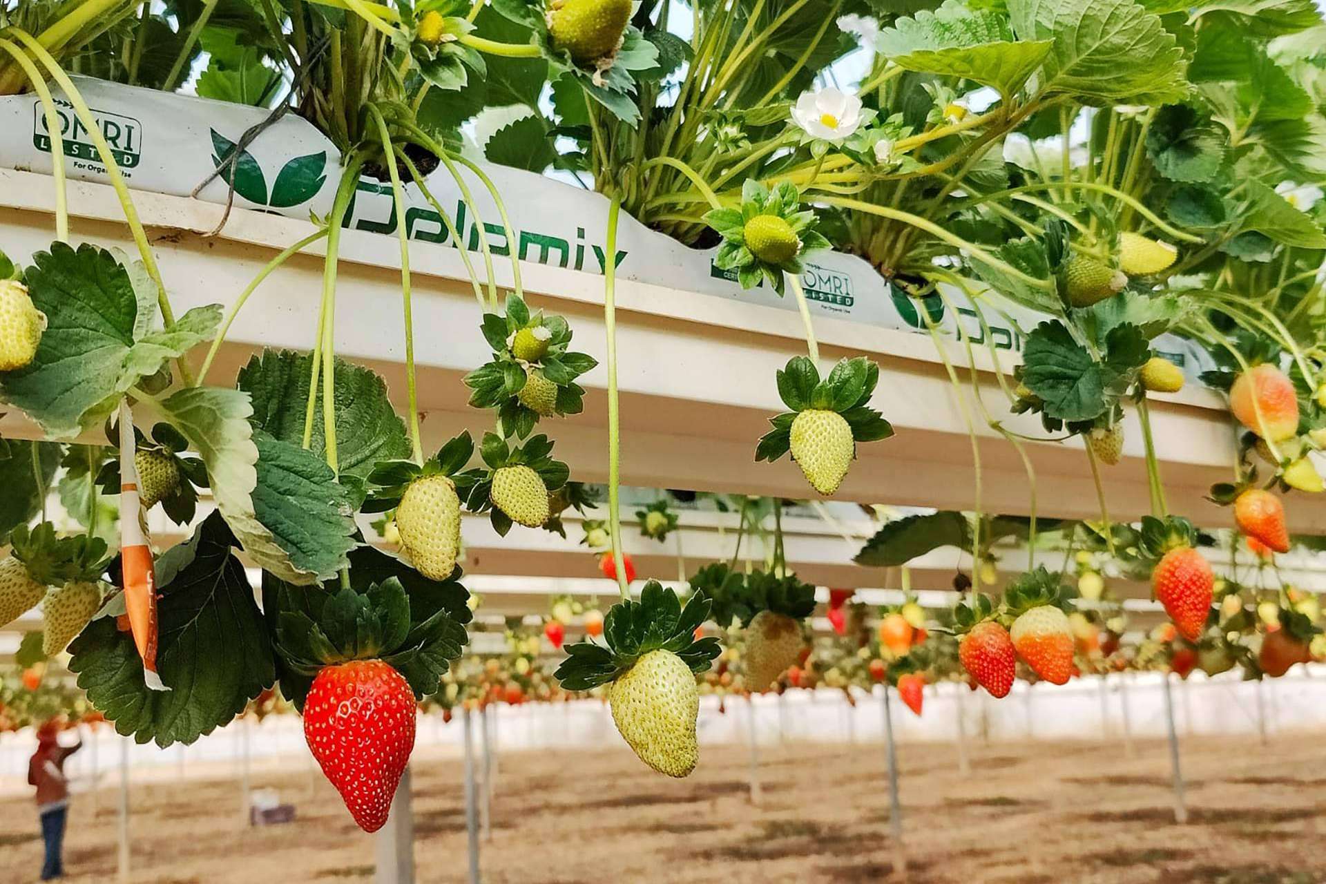 La tecnología de Pelemix aprovecha las fibras de coco y sus propiedades para el cultivo sostenible de fresas