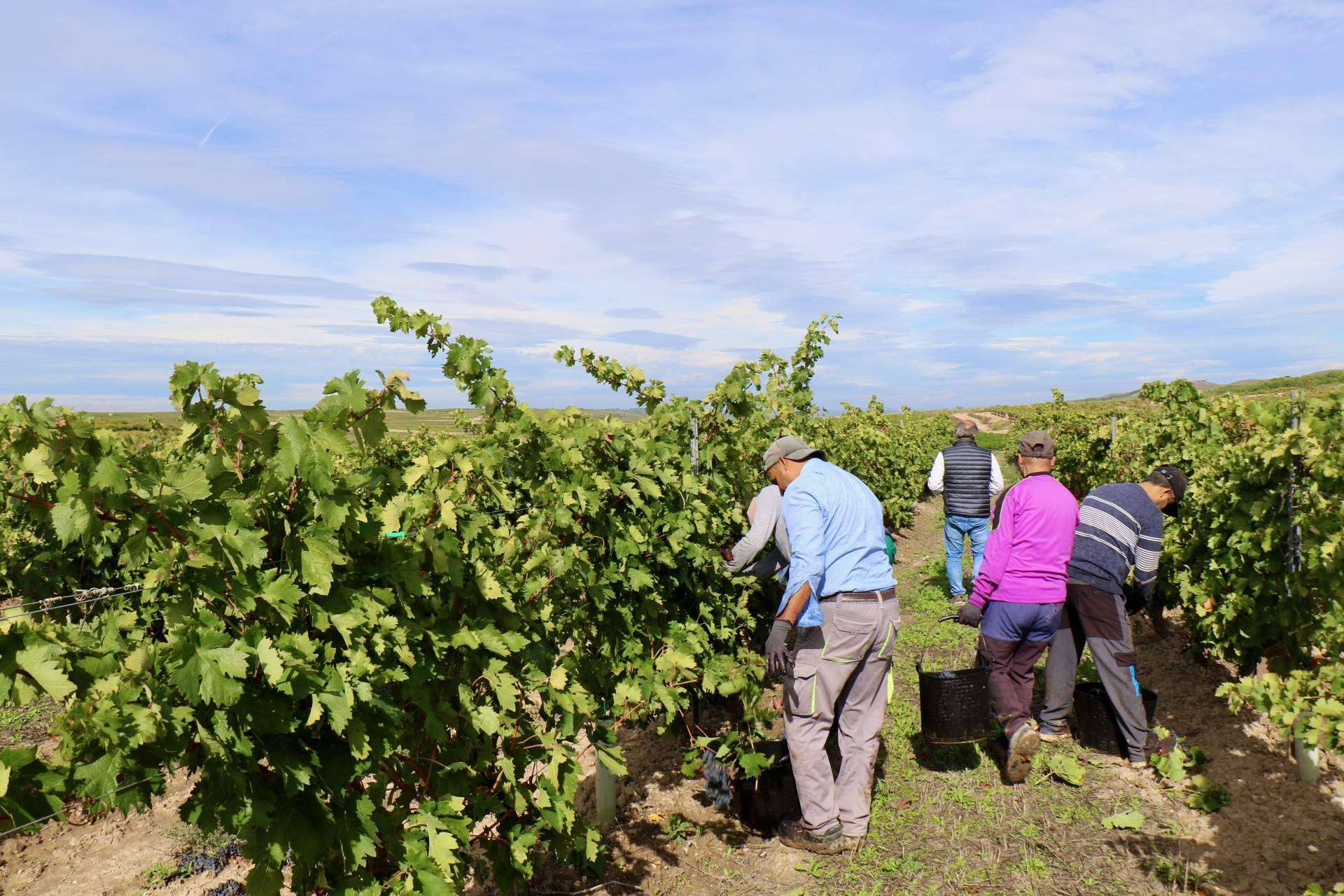 La vendimia 2024 en La Rioja, el inicio de la nueva añada de Cornelio Dinastía