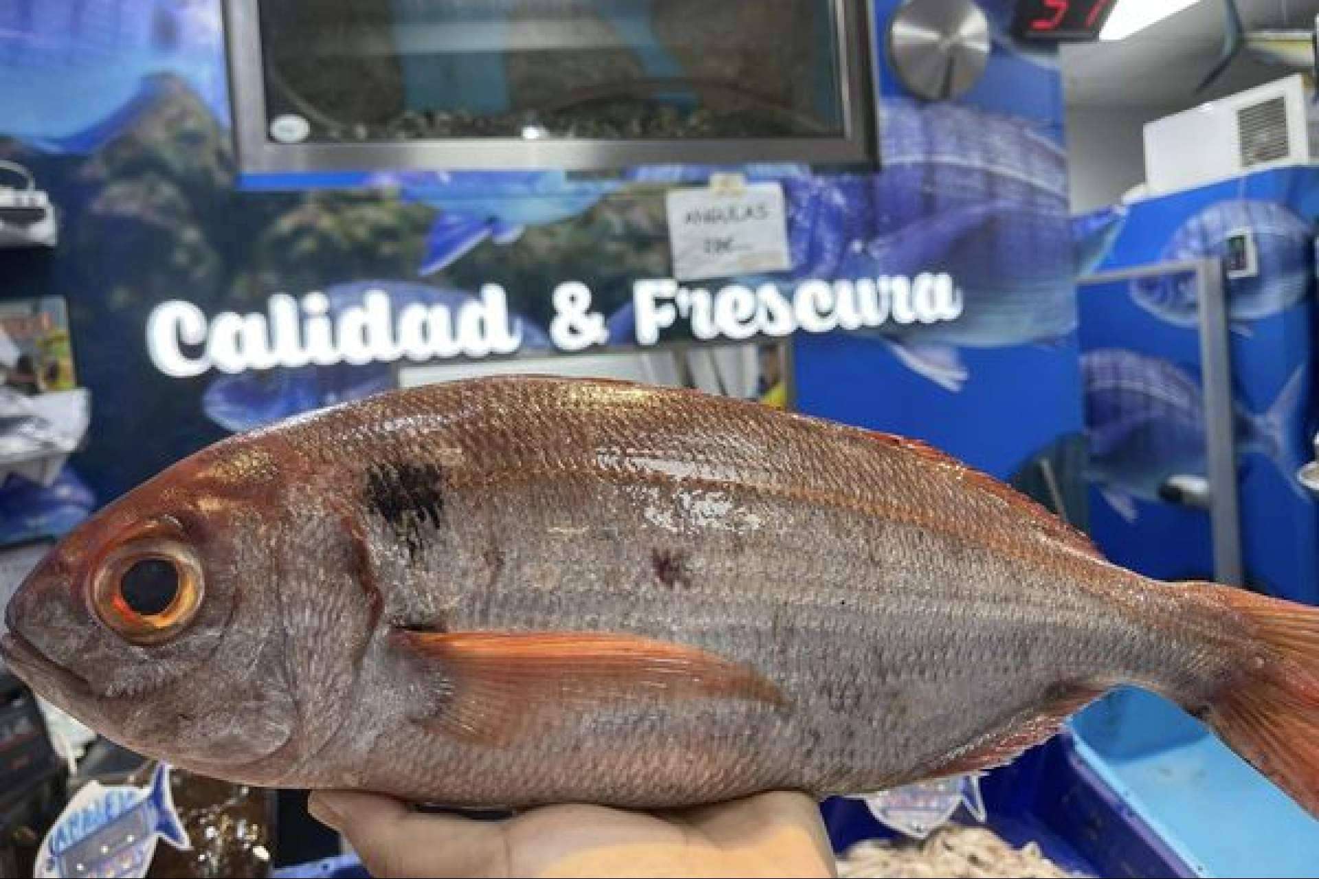 Calidad y frescura en cada pedido; Pescadería Younes Ceuta, líder en Ceuta