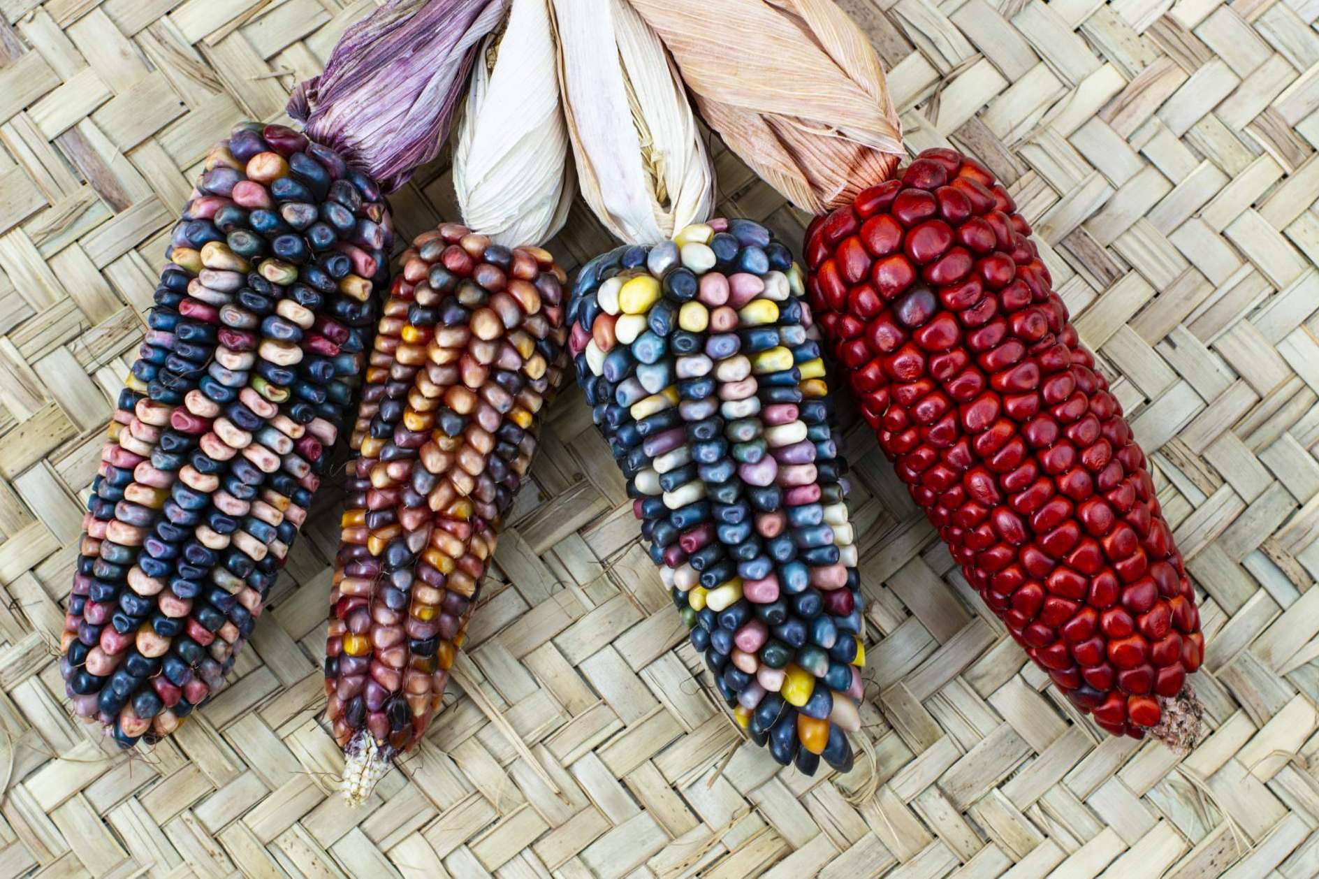 Maíz Maya y Malena Díaz presentan La Ruta del Maíz 2025, un homenaje al arte y la gastronomía mexicana