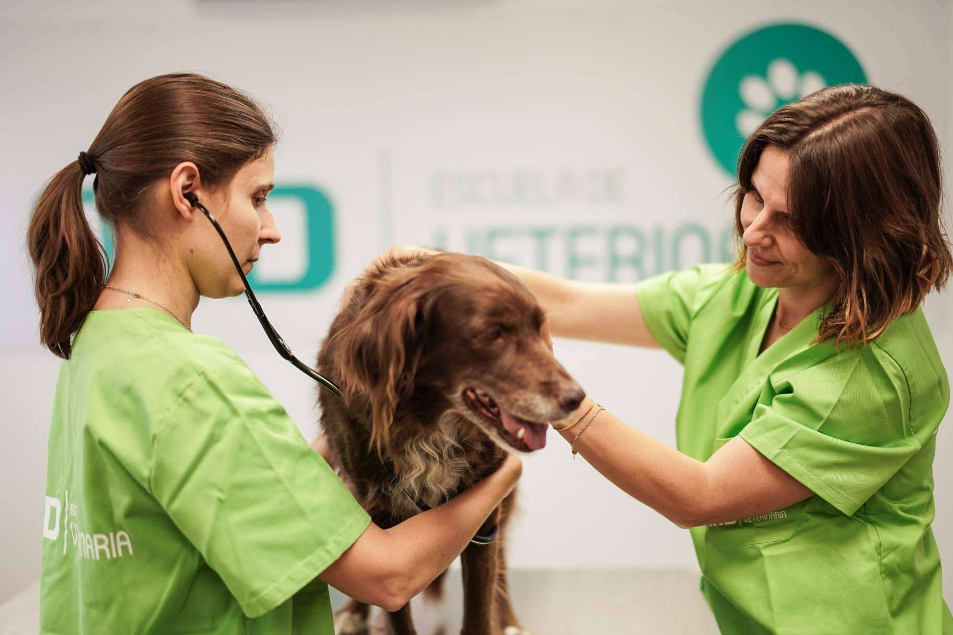 El campamento profesional de veterinarios y cuidadores de animales en Europa alcanza un aforo completo en tiempo récord