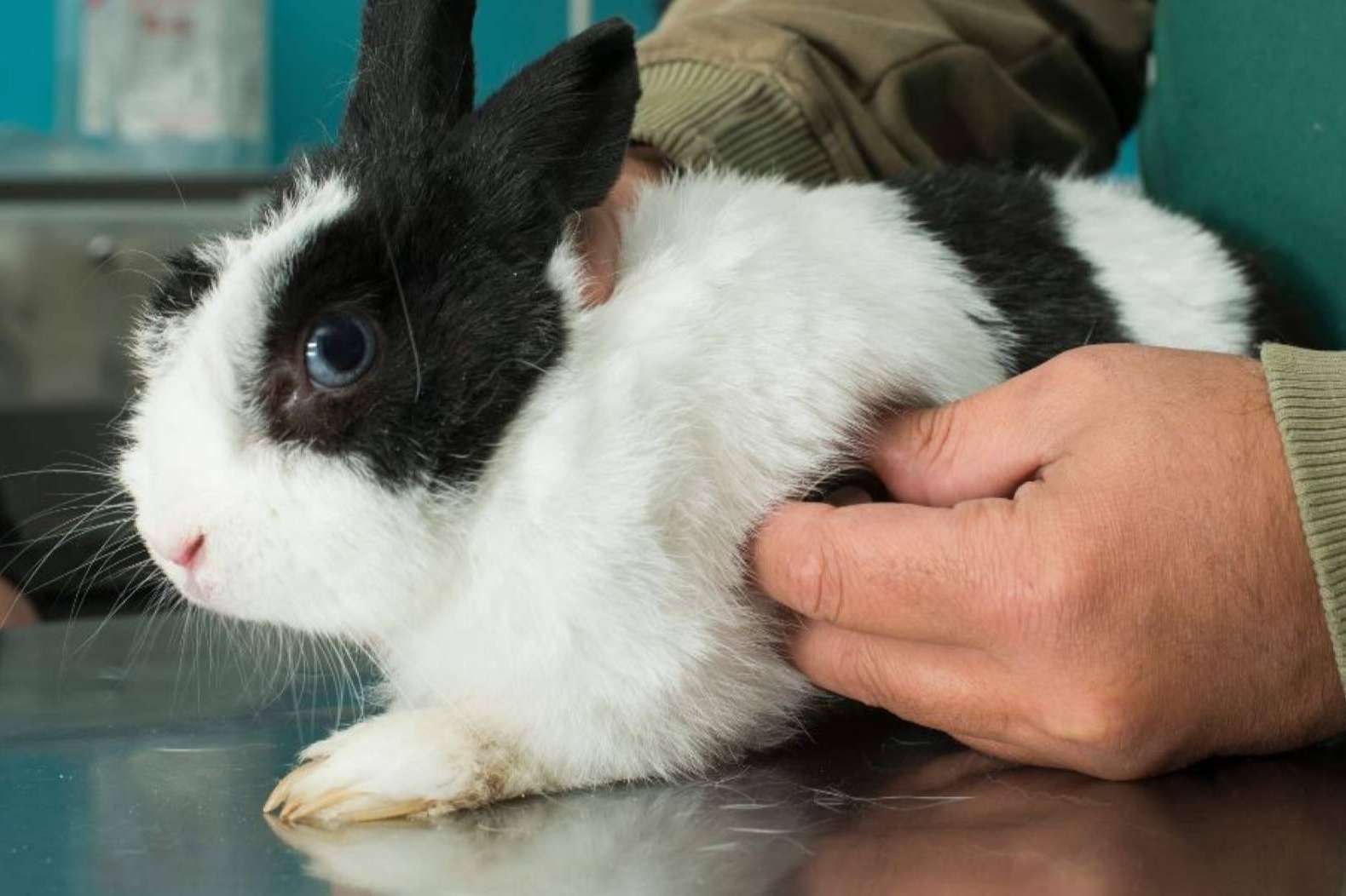 GestorVet, la Solución Idónea para una Gestión Veterinaria ajustada a la Normativa