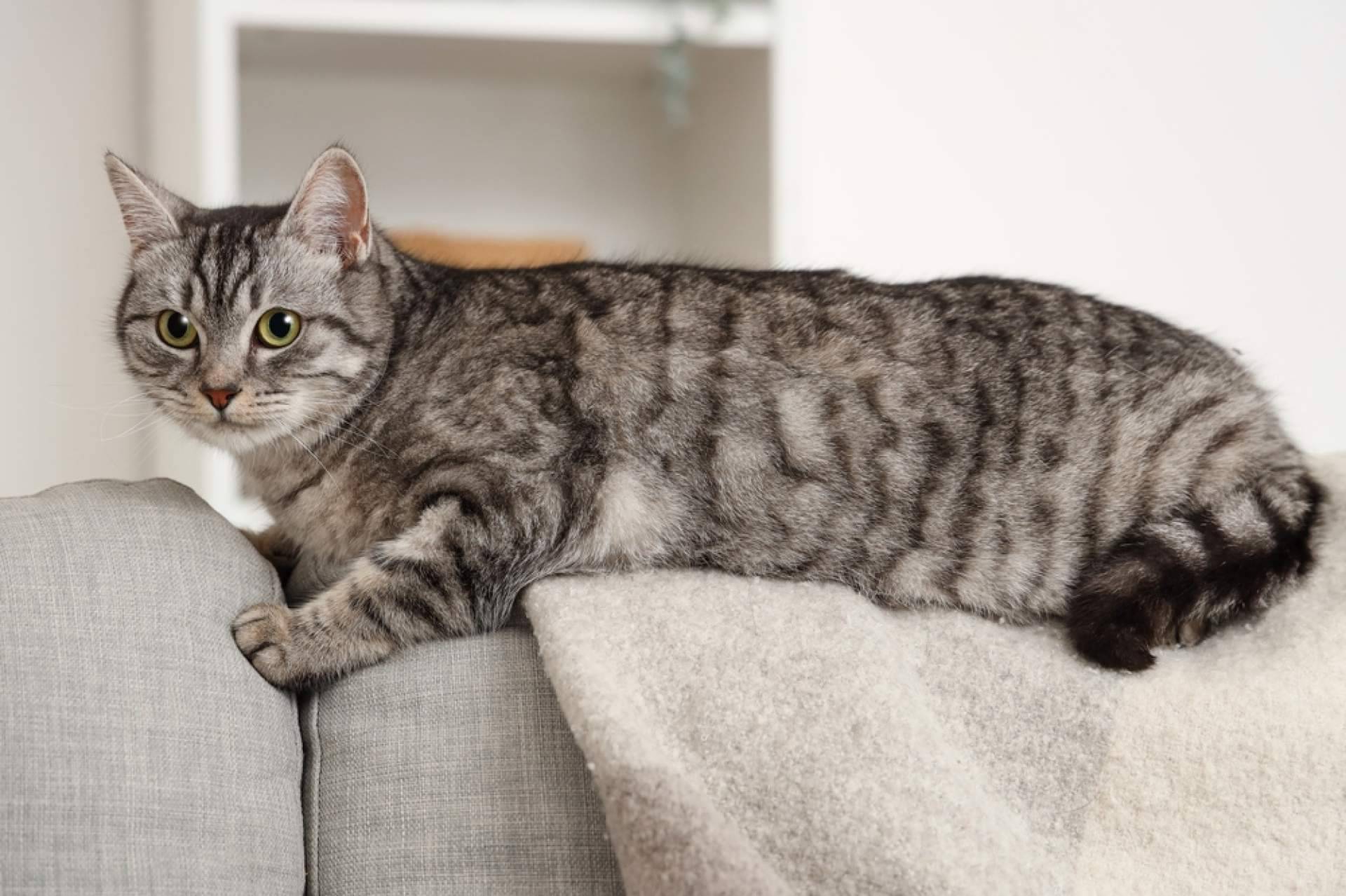 Las residencias de animales, la mejor opción para el bienestar de las mascotas cuando sus dueños viajan 