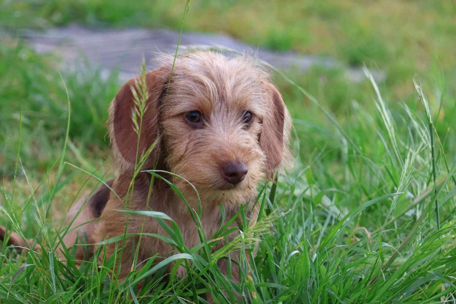 Exportación Internacional de Cachorros; Guía y Compromiso de RAJ Canin FCI