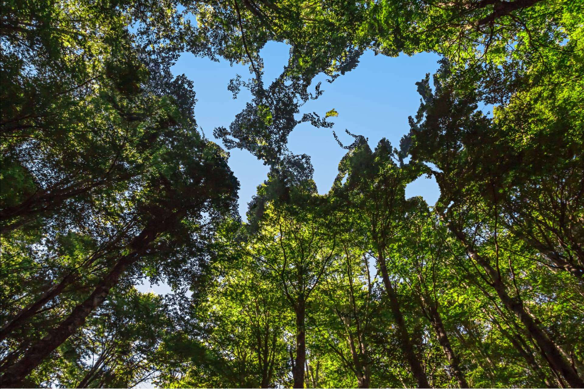 Cómo las tarjetas de visita digitales Knowee pueden impulsar un Sistema de Gestión Ambiental (SGA)