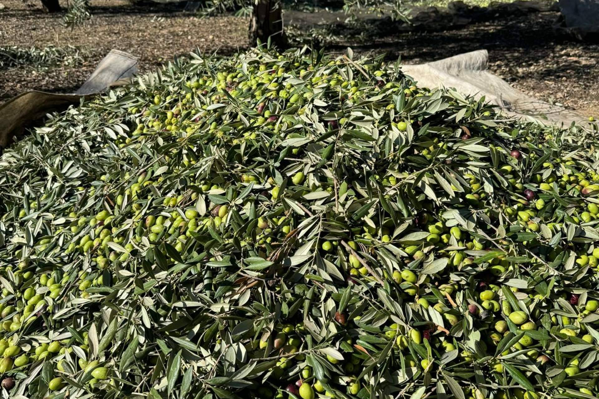 Tercio de las Torres; El aceite de oliva que nació de un sueño, no de un negocio
