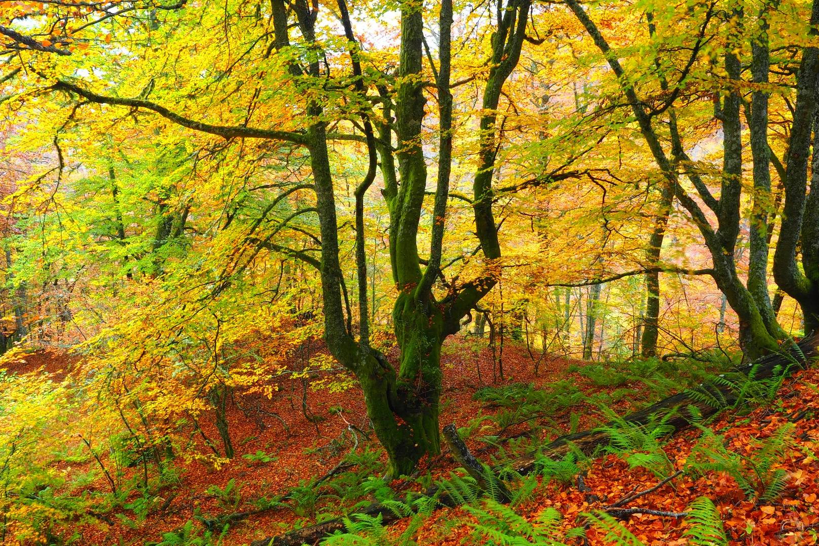 Naturaleza, historia y aventura en el corazón de Asturias