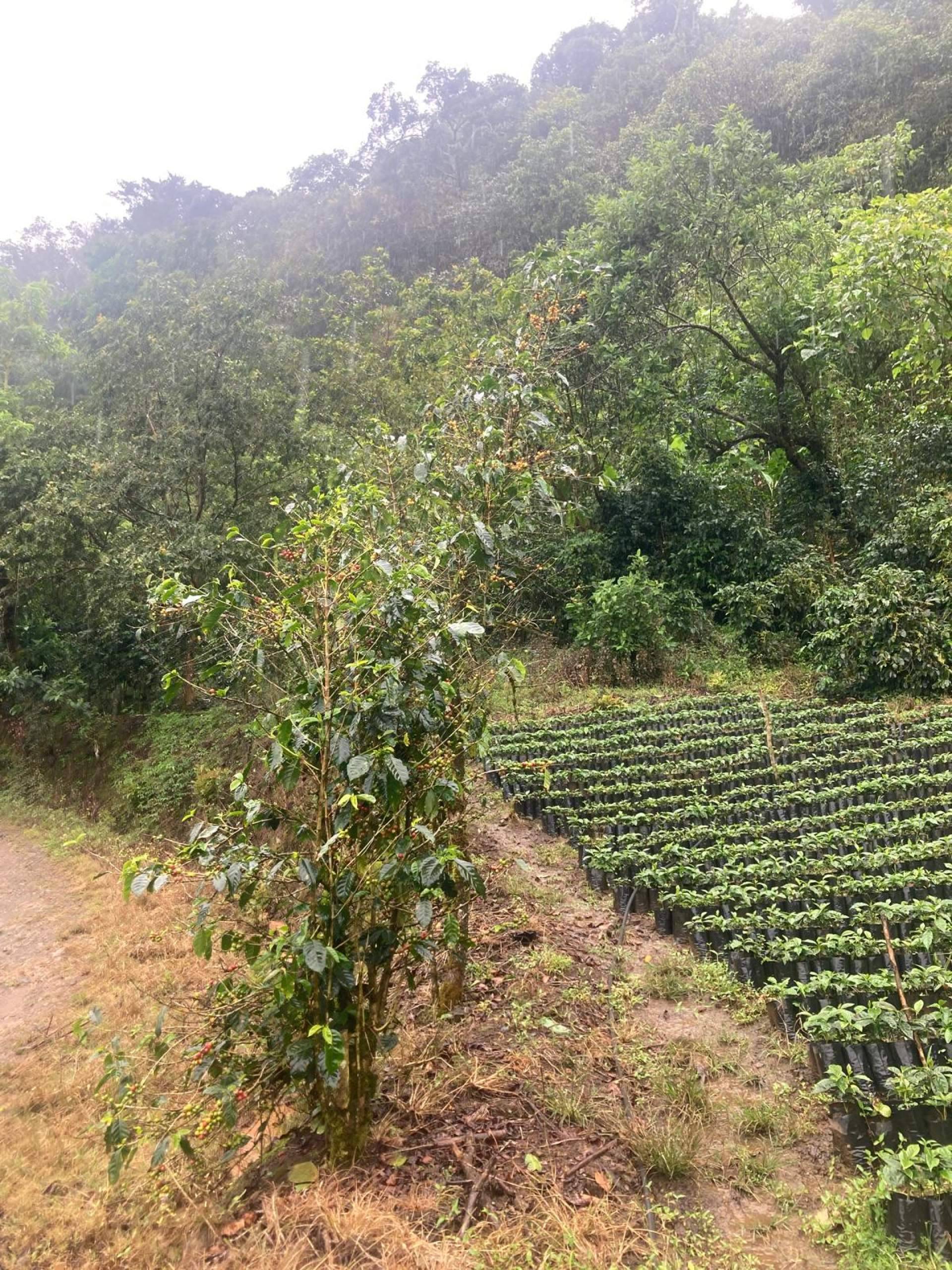 Mornoon Coffee refuerza su liderazgo en calidad y sostenibilidad con un doble viaje estratégico a Costa Rica y Colombia