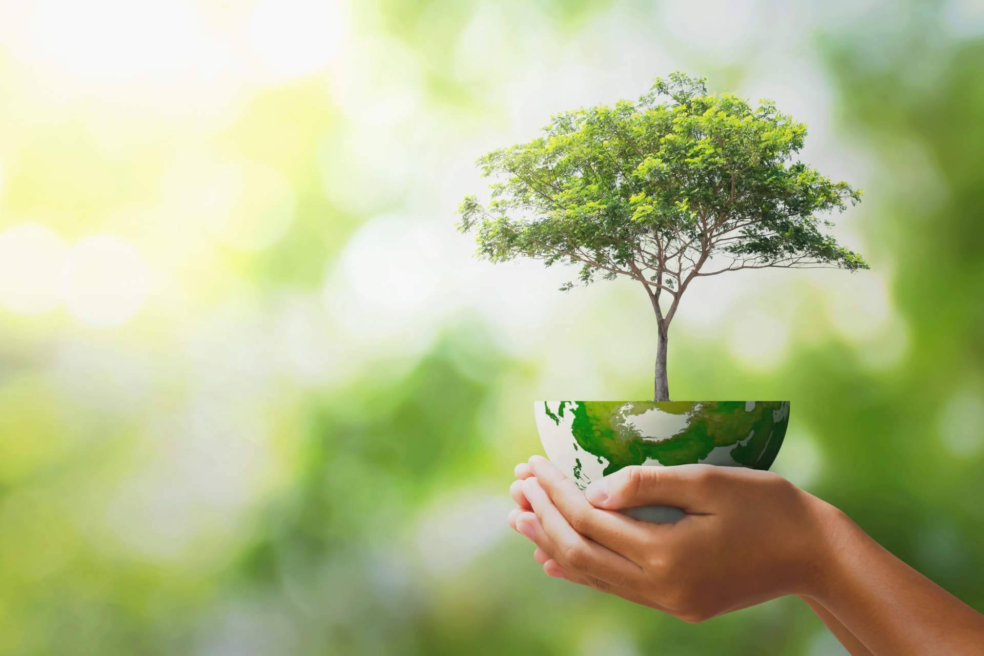 El café ecológico se consolida como una elección clave entre los consumidores