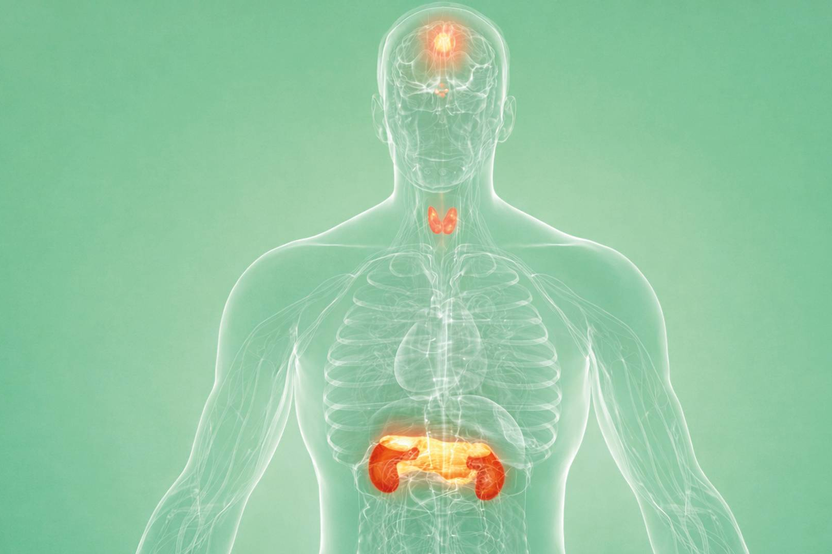 Disruptores endocrinos; por qué conviene revisar la limpieza