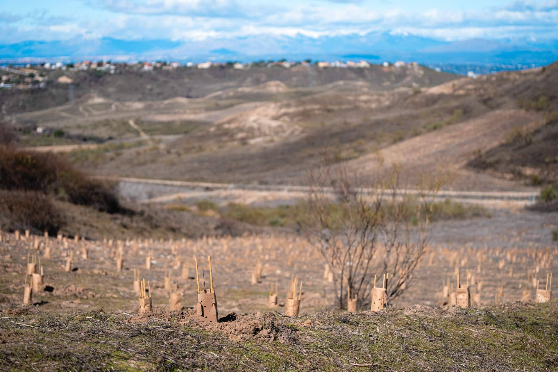 Empresas y ciudadanos se unen para reforestar varios municipios de Madrid por el Día de los Bosques