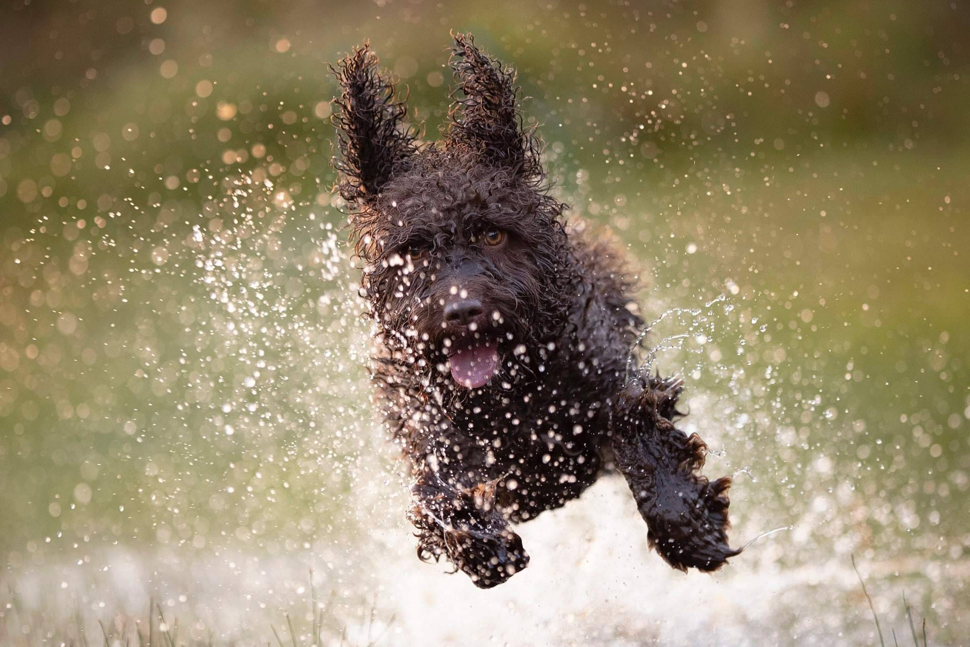 Livopets, probióticos para perros con ingredientes claros, fabricación en Europa y enfoque basado en evidencias